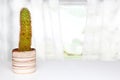 Table top on cactus background. A cactus in a decorative ceramic pot on a white table in front of abstract blurred bright windows Royalty Free Stock Photo