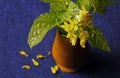 LIGHT ON BRIGHT YELLOW BOK CHOY FLOWERS AND GREEN MINT LEAVES IN A WOODEN CONTAINER