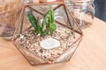Table Top Open Vivarium Pot with Small Mini Succulent Royalty Free Stock Photo