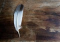 A table top shot of a white feather placed don a textured wood. A bird feather