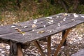 A table and two benches from a rough log house. Recreation area in the forest Royalty Free Stock Photo