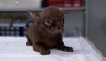 On the table in the veterinarian's office lies a small brown Chihauhua puppy. Bring a cute purebred puppy of a room