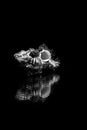 Whispers of the Deep: Dark Seashell with Reflection on Black