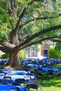 Tables and chairs on a lawn under old tree. Royalty Free Stock Photo