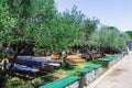 Tables and chairs, wooden benches under the trees along the road. Croatia