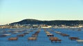 The tables of the oyster beds on the Thau Lake in front of Mont Saint-Clair and the city of Sete