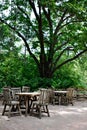 Tables under Big Tree Royalty Free Stock Photo