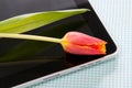 Tablet touch with tulip