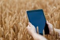 Tablet which is held by a farmer which is standing in the middle of a wheat field Royalty Free Stock Photo