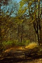 Tabor czech forest walk benches winter morning sunlight nature