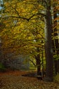 Tabor czech forest walk benches winter morning sunlight nature