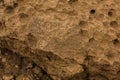 Tabulate fossil corals in the desert of Saudi Arabia near Riyadh Royalty Free Stock Photo