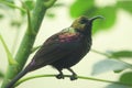 Tacazze Sunbird Royalty Free Stock Photo