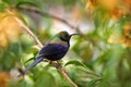 Tacazze Sunbird, Nectarinia tacazze, bird in the green vegetation, Gondar, Ethiopia. Africa sunbird sitting on the branch. Green