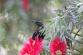 Tacazze sunbird Nectarinia tacazze on a Callistemon flower Royalty Free Stock Photo