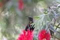 Tacazze sunbird Nectarinia tacazze on a Callistemon flower Royalty Free Stock Photo