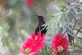 Tacazze sunbird Nectarinia tacazze on a Callistemon flower