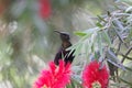 Tacazze sunbird Nectarinia tacazze on a Callistemon flower Royalty Free Stock Photo