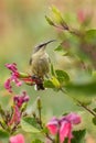 Tacazze Sunbird - Nectarinia tacazze