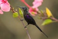 Tacazze Sunbird - Nectarinia tacazze Royalty Free Stock Photo