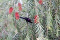 Tacazze sunbird Nectarinia tacazze Royalty Free Stock Photo