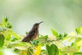 Tacazze Sunbird perched on tree Ethiopia wildlife Royalty Free Stock Photo