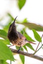 Tacazze Sunbird perched on tree Ethiopia wildlife Royalty Free Stock Photo