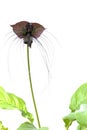 Tacca chantieri var macrantha, black bat flower isolated Royalty Free Stock Photo