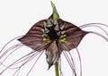 Tacca chantrieri Bat flower unusual flower Royalty Free Stock Photo