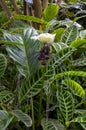 Unusual flower of a tacca integrifolia or white batflower in garden