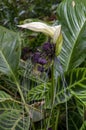 Unusual flower of a tacca integrifolia or white batflower