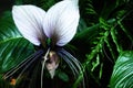 Tacca nivea