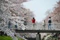 tachikawa cherry blossom