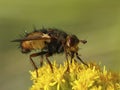 Tachina fera fly Royalty Free Stock Photo