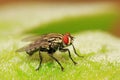 tachina fly on plant Royalty Free Stock Photo