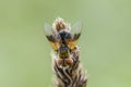 Tachina fly sitting on grass in field