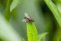 Tachina fly sitting on leaf