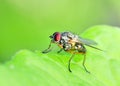 Tachinid Fly Royalty Free Stock Photo