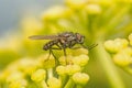 Tachinid fly, on Cow Parsley flowers Royalty Free Stock Photo