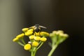 Tachinid Fly on Curry Flower Royalty Free Stock Photo