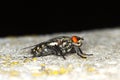 Tachinid fly extreme / Grey-Striped Fly /