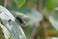 Tachinid fly on a leaf Royalty Free Stock Photo