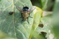 Tachinid fly on a leaf Royalty Free Stock Photo