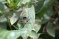 Tachinid fly on a leaf Royalty Free Stock Photo