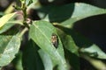 Tachinid fly on a leaf Royalty Free Stock Photo