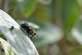 Tachinid fly on a leaf Royalty Free Stock Photo