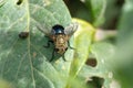 Tachinid fly on a leaf Royalty Free Stock Photo