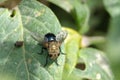 Tachinid fly on a leaf Royalty Free Stock Photo