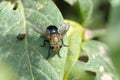 Tachinid fly on a leaf Royalty Free Stock Photo