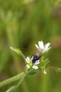 Tachinid Fly 807123